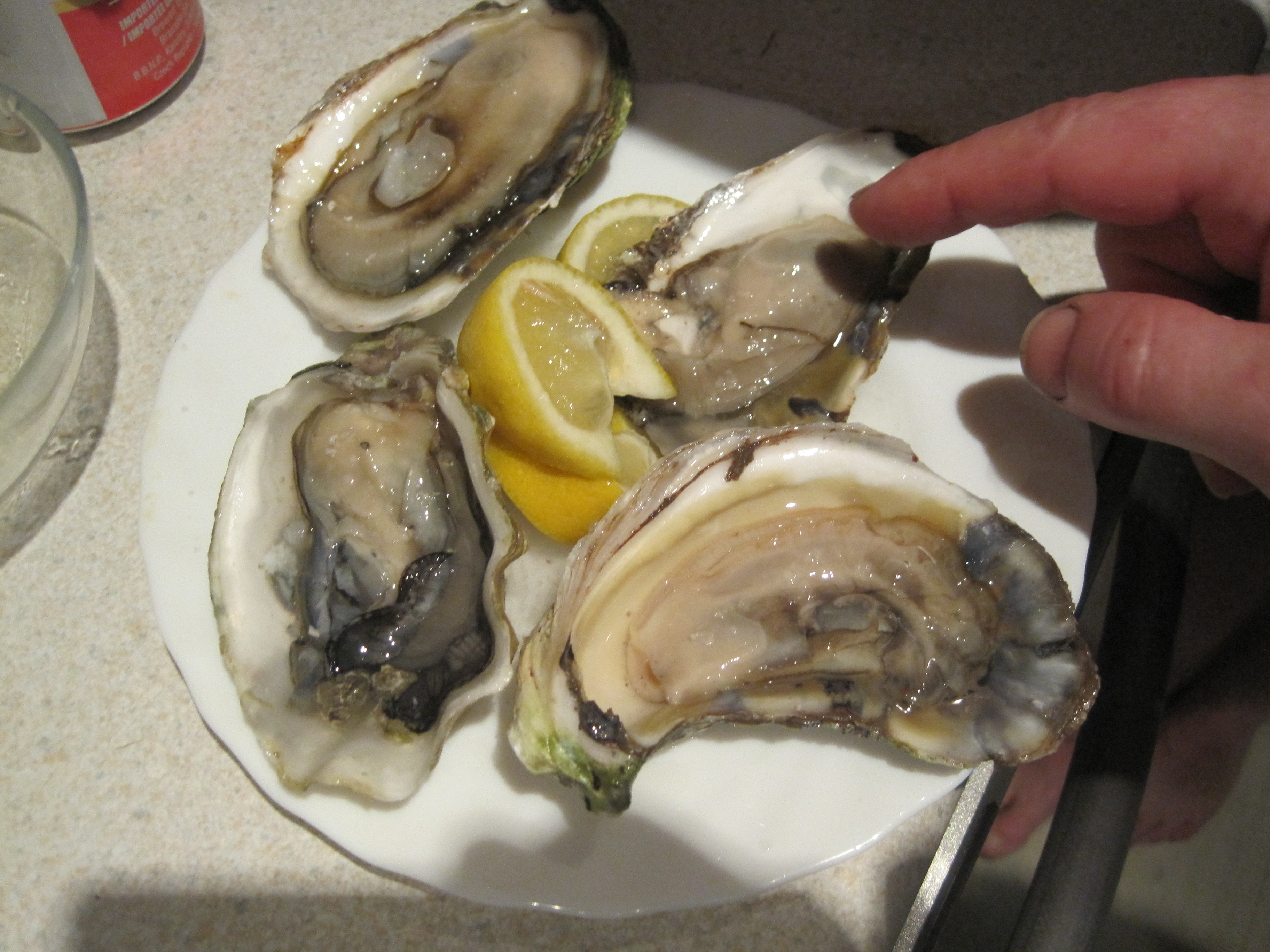 oysters