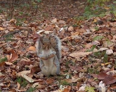 squirrel