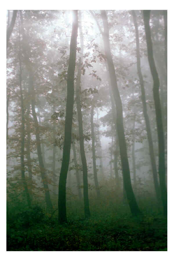 Forest in the Fog, Komlo