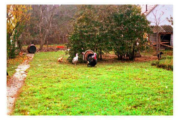 turkey in the countryside, southern Hungary near the Serbian border