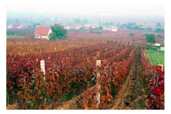 vineyards near Villany