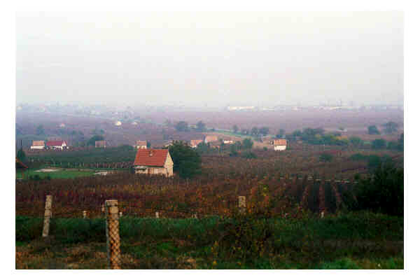 vineyards near Villany, countryside southern Hungary