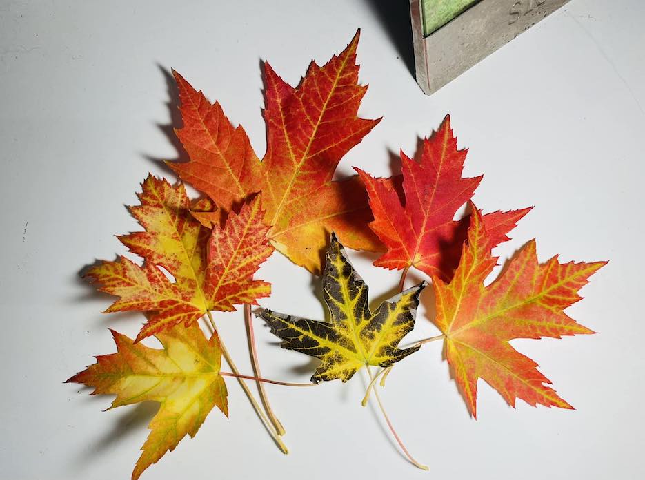 leaves